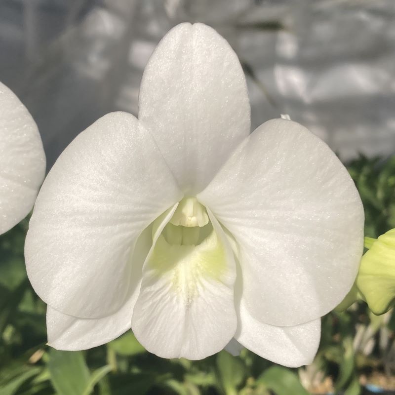 デンファレ（洋蘭）5本立　鉢物　白系　☆品種おまかせ　※離島不可